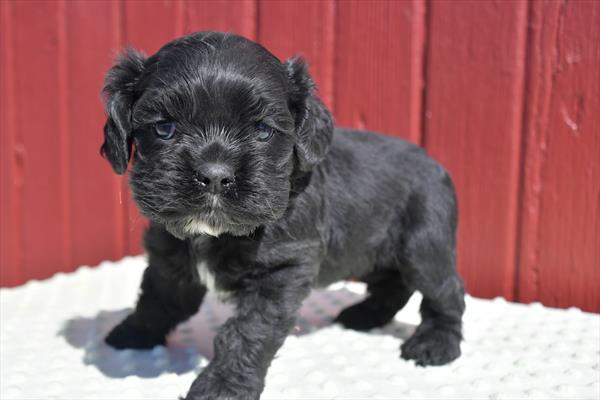 Cocker Spaniel (F) 28746 Image #2