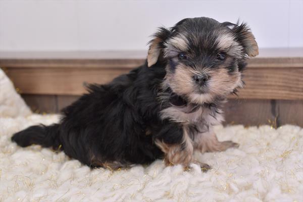 Morkie (M) 28699 Image #3
