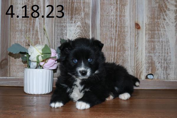 Pomsky (F) 28759 Image #2