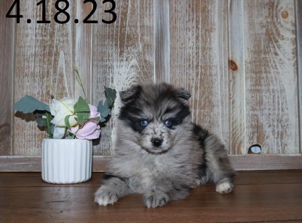 Pomsky (M) 28758 Image #2