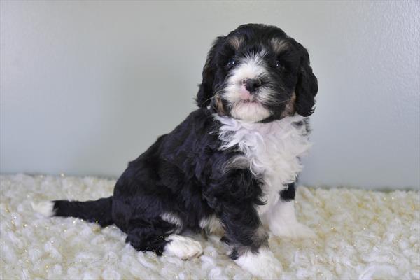 Bernedoodle Mini 2nd Gen (M) 28733 Image #2