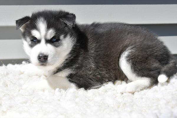 Siberian Husky (F) 28761 Image #2