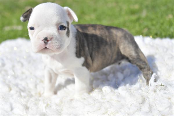 Boston Bulldog (F) 28787 Image #2