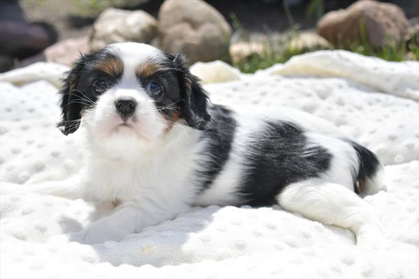 Cavalier King Charles Spaniel (F) 28763 Image #2