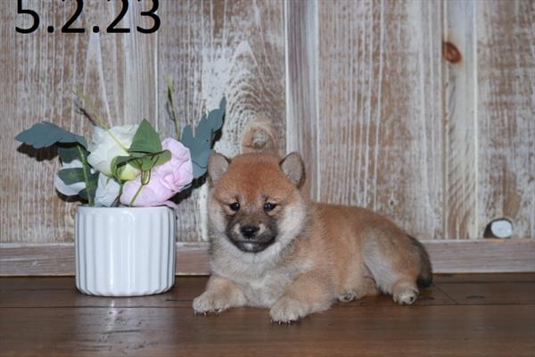 Shiba Inu (F) 28756 Image #3