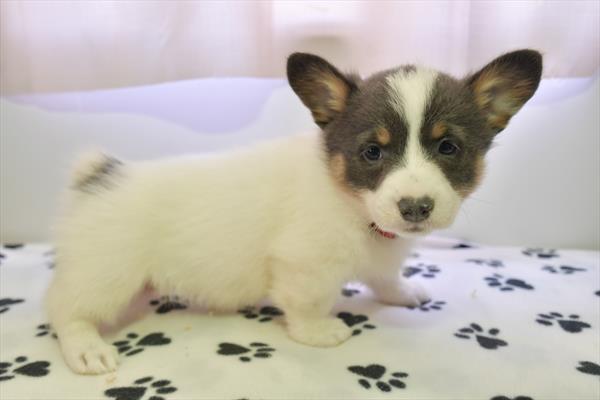 Pembroke Welsh Corgi (M) 28765 Image #2