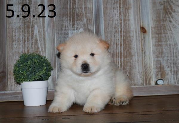 Chow Chow (M) 28789 Image #3