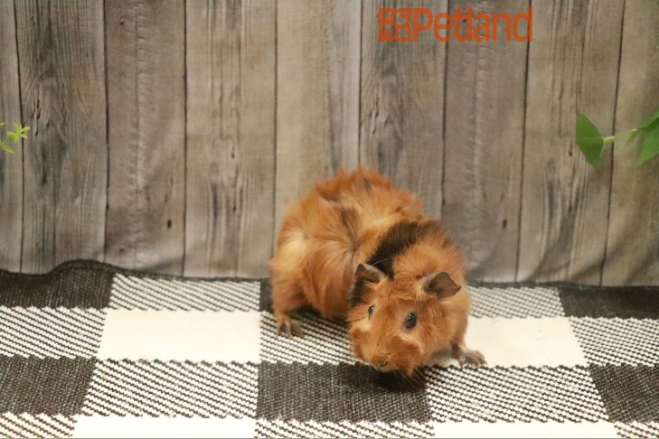 Abyssinian Guinea Pig-28688 Image #1