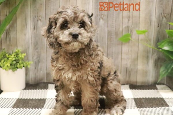 [#23234-04] Blue Merle F Cock A Poo Puppies For Sale