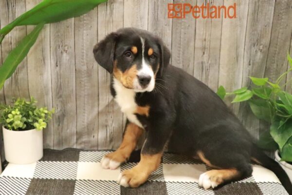 [#23363-05] Black, White / Red F Greater Swiss Mountain Dog Puppies For Sale