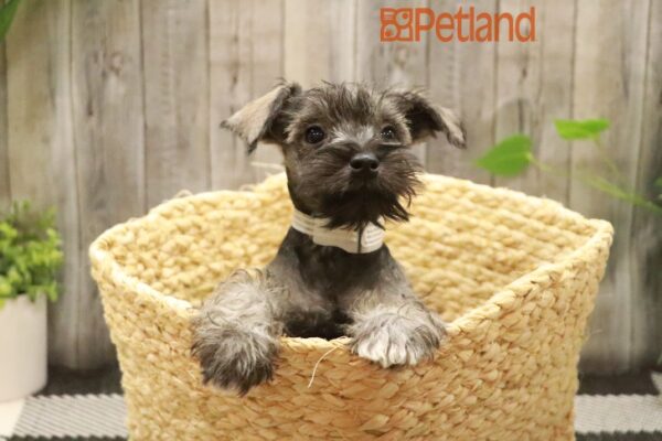 [#23469-02] Salt / Pepper F Miniature Schnauzer Puppies For Sale