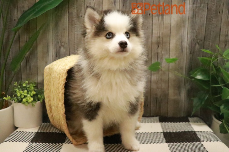Pomsky (M) 28696 Image #1