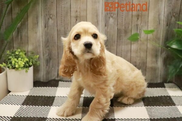 [#23696-06] Buff F Cocker Spaniel Puppies For Sale