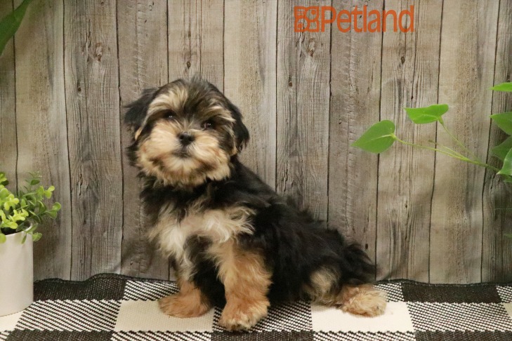 Morkie (M) 28699 Image #1