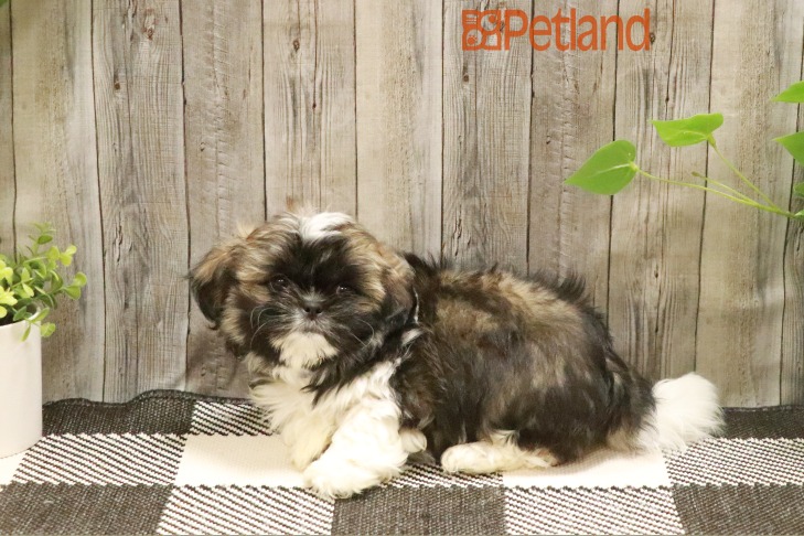 Shih Tzu (M) 28703 Image #1