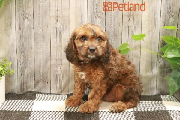 [#23913-01] Sable M Cavalier King/Poodle Puppies For Sale