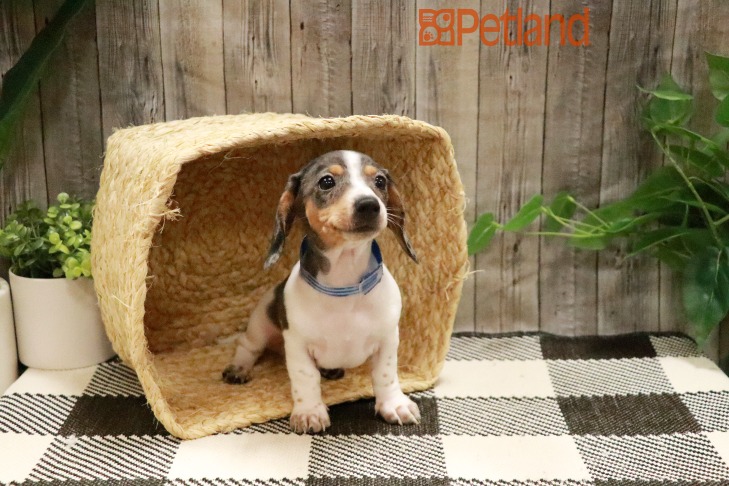 Dachshund (F) 28714 Image #1