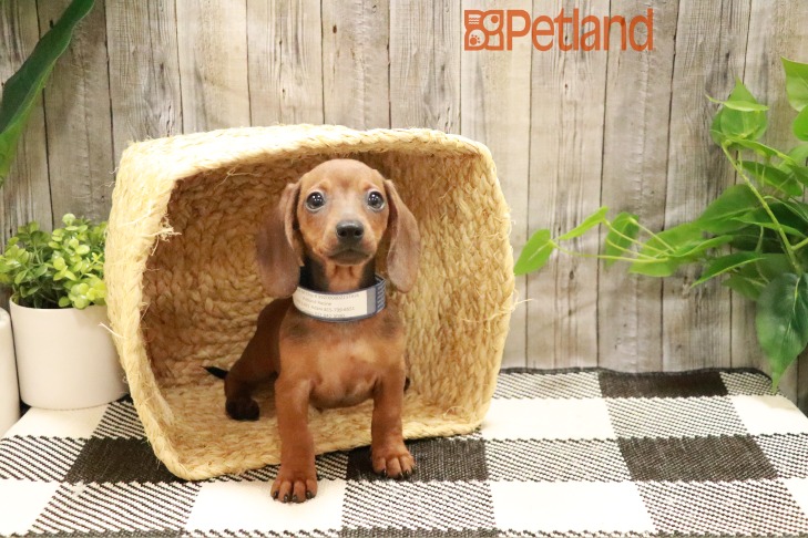 Dachshund (M) 28715 Image #1
