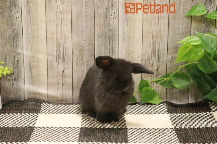 Holland Lop-28720 Image #1