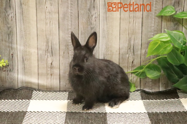 Netherland Dwarf-28723 Image #1