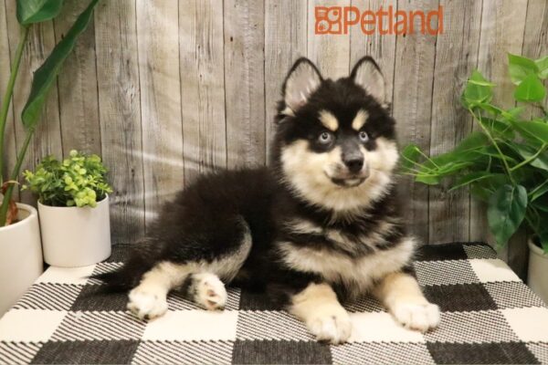 [#23637-07] Black / Tan F Pomsky Puppies For Sale