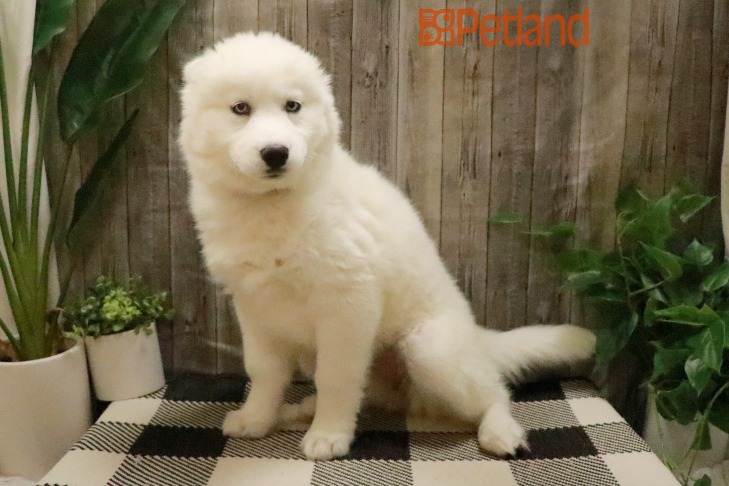 Siberian Husky (F) 28732 Image #1
