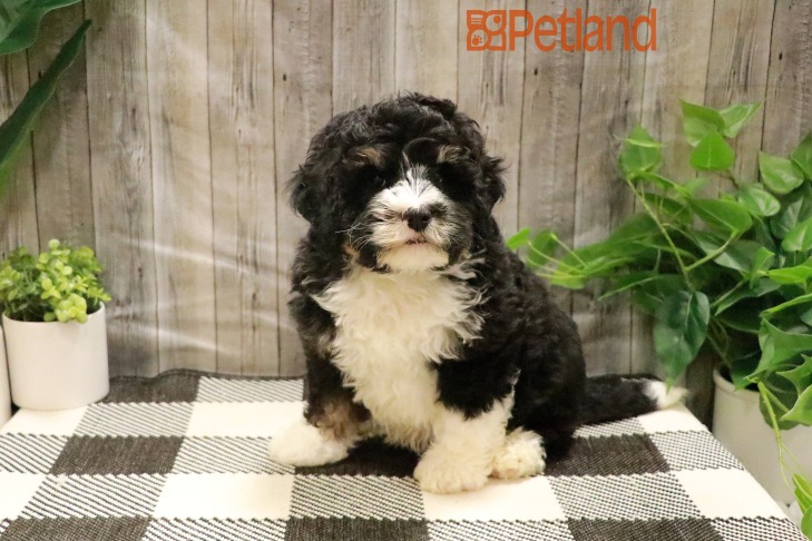 Bernedoodle Mini 2nd Gen (M) 28733 Image #1