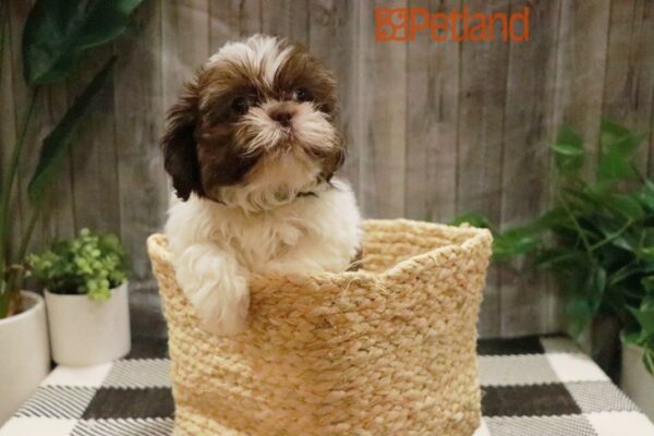 [#23813-02] Chocolate / White M Shih Tzu Puppies For Sale