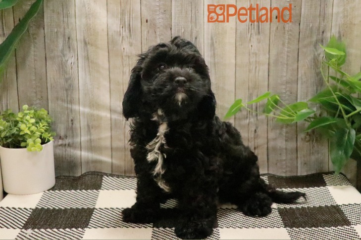 Cavapoo (M) 28739 Image #1
