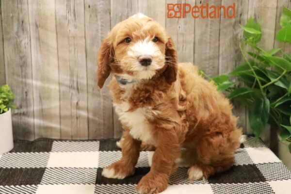 [#23883-01] Red M Goldendoodle Mini 2nd Gen Puppies For Sale