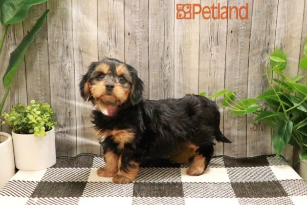 [#23884-03] Tri-Colored F Yorkie/Dachshund Puppies For Sale