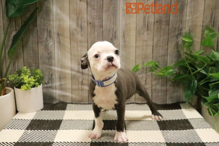 Boston Terrier (M) 28748 Image #1