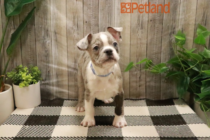 French Bulldog/Boston Terrier (M) 28750 Image #1
