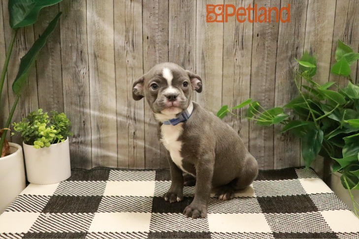 French Bulldog/Boston Terrier (F) 28751 Image #1