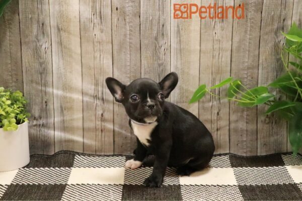 [#2324-08] Black / White F French Bulldog/Boston Terrier Puppies For Sale