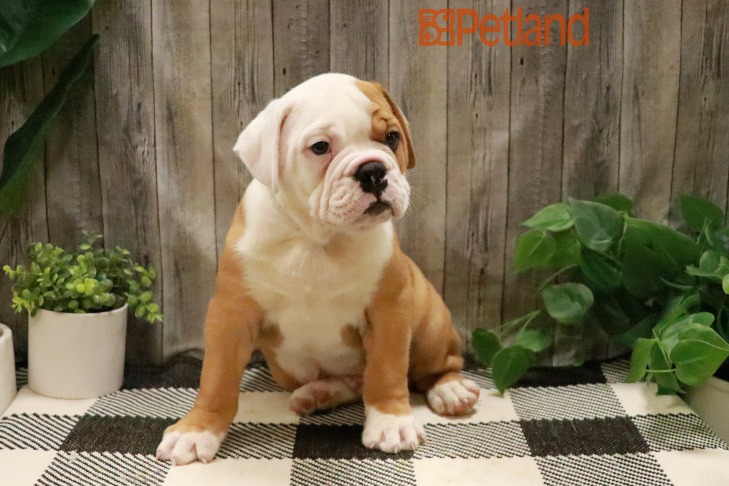 Olde Bulldog (M) 28754 Image #1