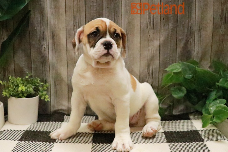 Olde Bulldog (F) 28755 Image #1