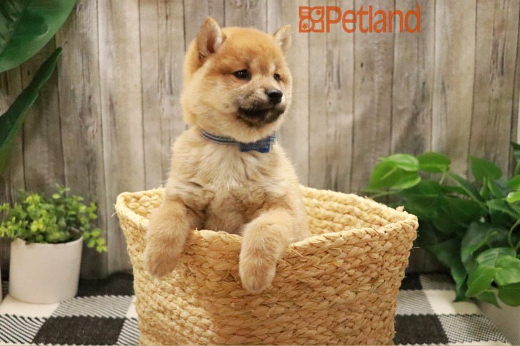 Shiba Inu (F) 28756 Image #1