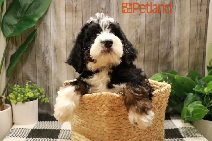 Bernedoodle (F) 28757 Image #1