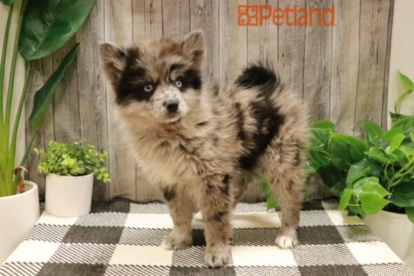 [#23747-01] Blue Merle M Pomsky Puppies For Sale