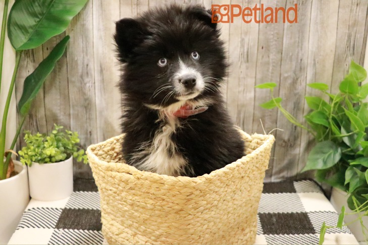 Pomsky (F) 28759 Image #4