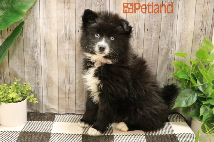 Pomsky (F) 28759 Image #1