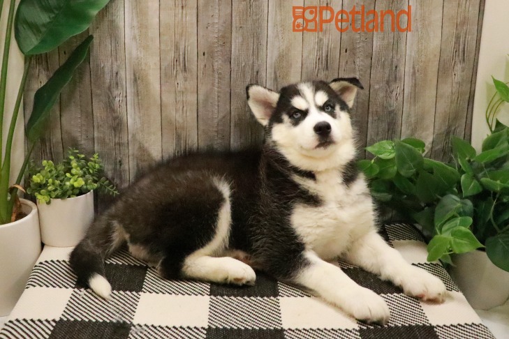 Siberian Husky (F) 28761 Image #1