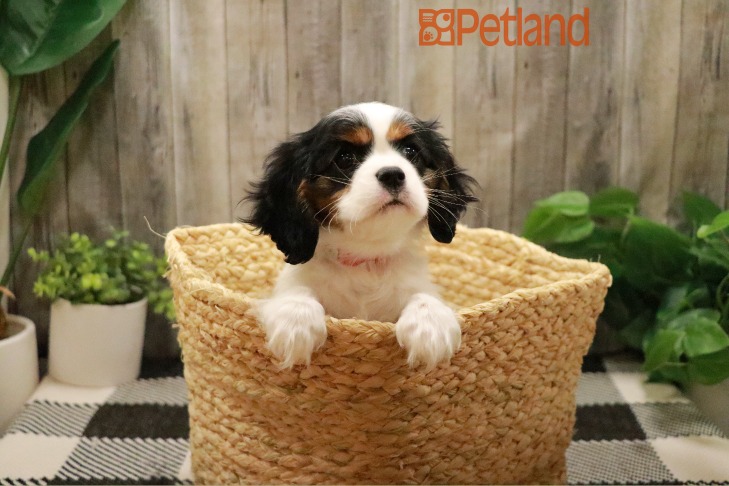 Cavalier King Charles Spaniel (F) 28763 Image #1