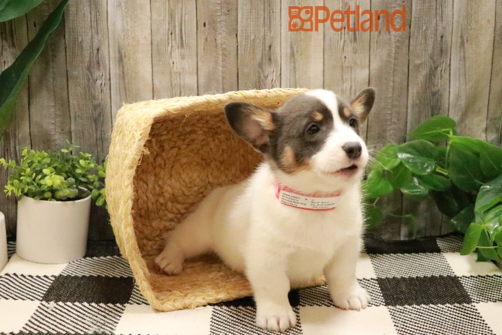 Pembroke Welsh Corgi (M) 28765 Image #1