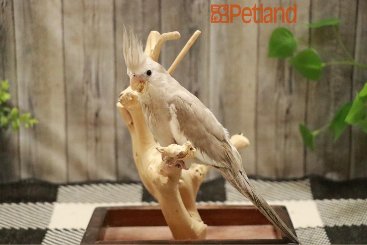 Cockatiel-28766 Image #1