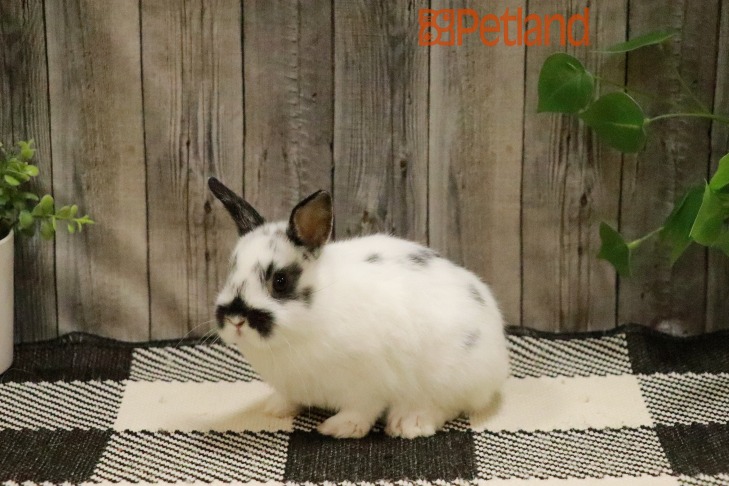 Netherland Dwarf-28770 Image #1