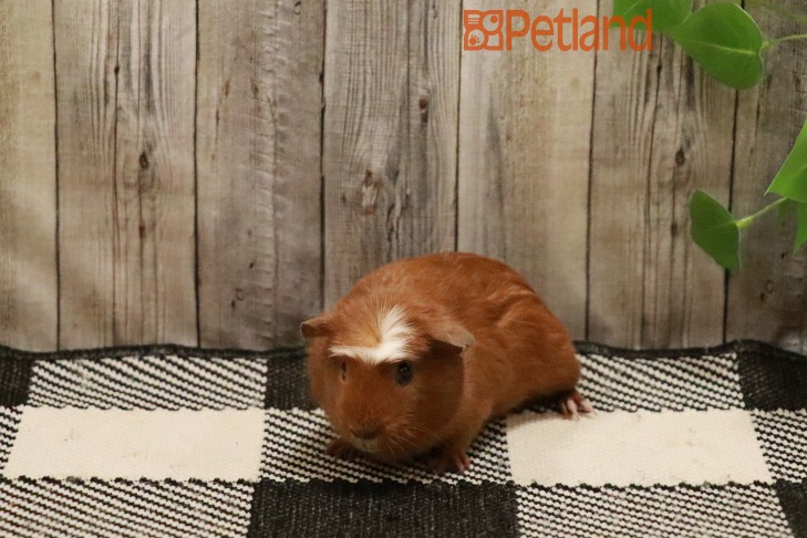 Crested-28775 Image #1