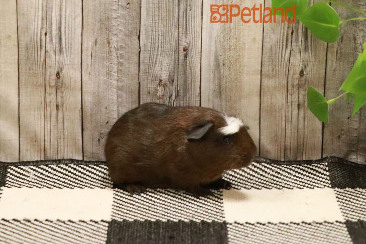 Crested-28779 Image #1