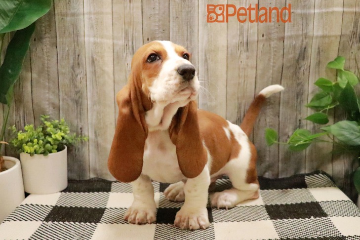 Basset Hound (F) 28782 Image #1